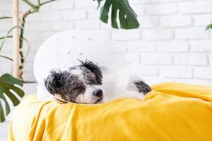 Cute mixed breed dog wearing protective cone collar after surgery, medical tools and equipment. photo