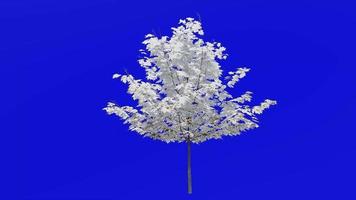 Tree plants animation loop - sugar maple - acer saccharum - green screen chroma key - 5a - winter snow video