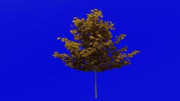 Tree plants animation loop - sugar maple - acer saccharum - green screen chroma key - 5a - autumn fall video