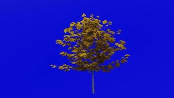 Tree plants animation loop - sugar maple - acer saccharum - green screen chroma key - 6a - autumn fall video
