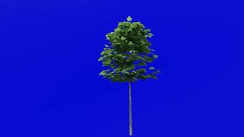 Tree plants animation loop - sugar maple - acer saccharum - green screen chroma key - 7a - summer spring video