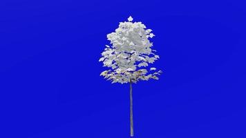 Tree plants animation loop - sugar maple - acer saccharum - green screen chroma key - 7a - winter snow video