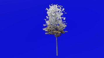 Tree plants animation loop - sugar maple - acer saccharum - green screen chroma key - 8a - winter snow video