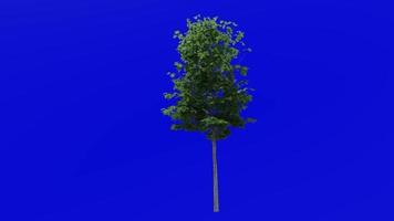 Tree plants animation loop - sugar maple - acer saccharum - green screen chroma key - 8a - summer spring video