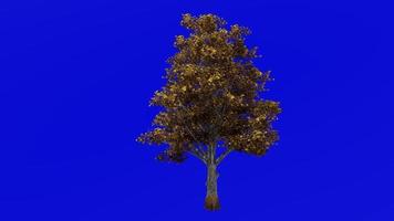 boom planten animatie lus - suiker esdoorn- - Acer saccharum - groen scherm chroma sleutel - 9b - herfst vallen video