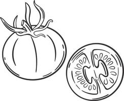 Pair of tomatoes whole and half hand engraved vector