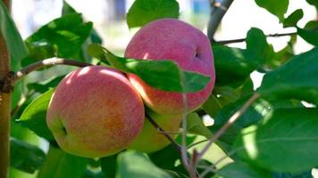 grön gren av äpple träd med löv och röd mogen frukt äpplen i de trädgård. färsk och saftig äpplen redo för skörda. lantlig landskap, fruktträdgård. närbild. rörelse av löv från de vind. video