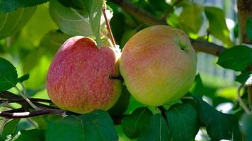 grön gren av äpple träd med löv och röd mogen frukt äpplen i de trädgård. färsk och saftig äpplen redo för skörda. lantlig landskap, fruktträdgård. närbild. rörelse av löv från de vind. video
