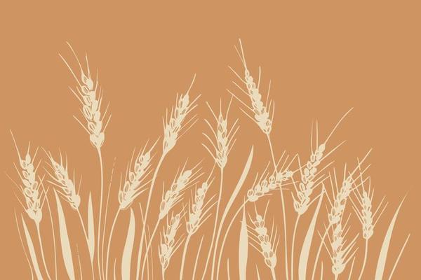 Field of ears of wheat. Heap of ears of wheat, dried whole grains. Cereal harvest, agriculture, organic farming. Background from ears of wheat drawn by hand. Design element.Vector