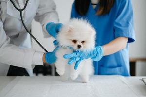 Pomeranian dog getting injection with vaccine during appointment in a veterinary clinic photo