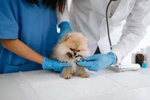 Pomeranian dog getting injection with vaccine during appointment in a veterinary clinic photo