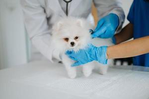 Pomeranian dog getting injection with vaccine during appointment in a veterinary clinic photo