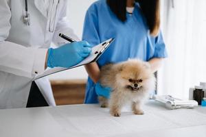 Two doctors are examining him. Veterinary medicine concept. Pomeranian in veterinary clinic. photo