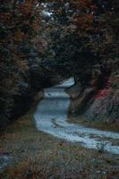 road in the forest, trees with brown leaves in autumn season photo