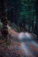 road in the forest, trees with brown leaves in autumn season photo
