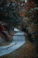 road in the forest, trees with brown leaves in autumn season photo