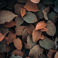 brown japanese knotweed plant leaves in autumn season, brown background photo