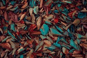 brown and red dry leaves in the ground in autumn season photo