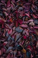 brown and red dry leaves in the ground in autumn season photo