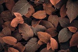 brown japanese knotweed plant leaves in autumn season, brown background photo