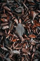 brown and red dry leaves in the ground in autumn season photo