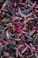 brown and red dry leaves in the ground in autumn season photo