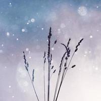 plants silhouette and sky background in wintertime photo