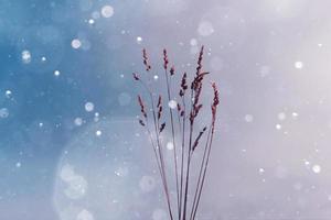 plants silhouette and sky background in wintertime photo