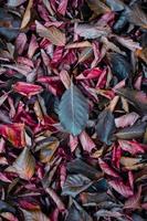 brown and red dry leaves in the ground in autumn season photo