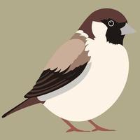 animal bird sparrow male vector