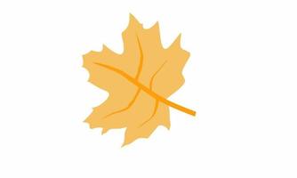 vector illustration, dry leaf isolated on white background. Dry yellow leaves