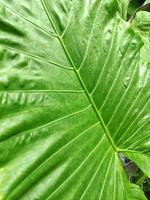 un de cerca de un laceleaf planta, capturar el detalles de un laceleaf planta, cautivador imagen de un laceleaf planta, flor de cola, flamenco, laceleaf planta foto