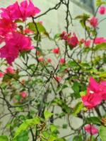 Capturing the Beauty of Pink Flowers in a Garden, A Serene Image of Pink Flowers in Bloom, A Gorgeous Photo of Pink Flowers in a Garden