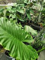 A Close-Up of a Laceleaf Plant, Capturing the Details of a Laceleaf Plant, Captivating Image of a Laceleaf Plant, Tailflower, Flamingo, Laceleaf plant photo