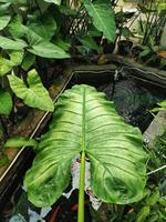 A Close-Up of a Laceleaf Plant, Capturing the Details of a Laceleaf Plant, Captivating Image of a Laceleaf Plant, Tailflower, Flamingo, Laceleaf plant photo