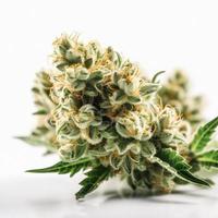 A High-Resolution Photograph of a Marijuana Sativa Bud on a White Background photo