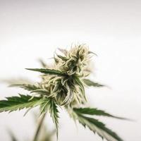 un alta resolución fotografía de un marijuana sativa brote en un blanco antecedentes foto