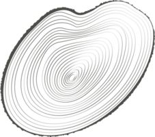 Tree rings wooden log. Circle annual stump texture. Line timber slices png