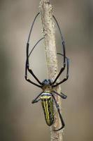 northern golden orb weaver or giant golden orb weaver. Nephila pilipes on a dry twig photo