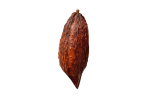 cacao fruit geïsoleerd Aan een transparant achtergrond png