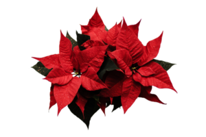 Red christmas flowers isolated on a transparent background png