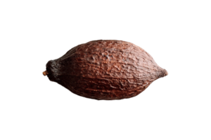 cacao fruit isolé sur une transparent Contexte png