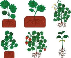 verde árbol plantas colocar. aislado en blanco antecedentes. vector ilustración.