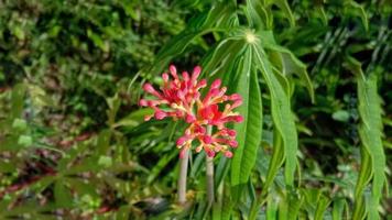 betadine plant. betadine flowers. leaves of betadine plant. jatropha multifidia linn photo