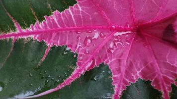 red taro ornamental plants. red leaves of taro plants. tanaman keladi merah photo