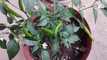 green cayenne pepper plant with some leaves photo