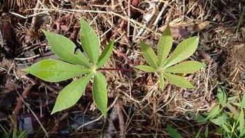 cassava plant. manihot esculenta cassava leaves. daun singkong photo