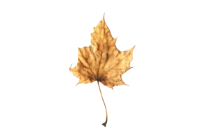 Beige dried leaf isolated on a transparent background png