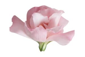 roze bloemen geïsoleerd Aan een transparant achtergrond png