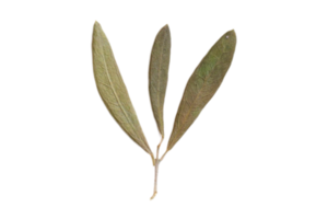 Bay leaves condiments isolated on a transparent background png
